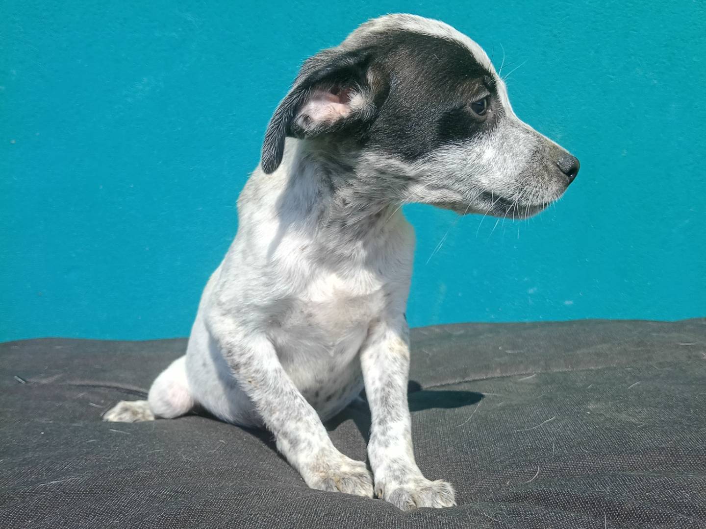 Adotta un cane, taglia piccola, maschio, Bergamo