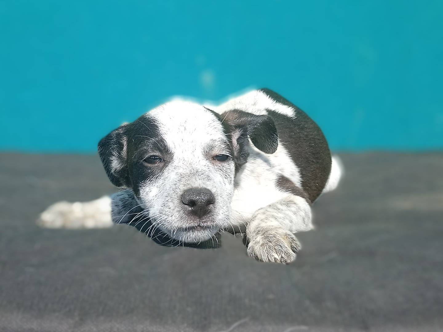Adozione cane, maschio, Razza sconosciuta Razza sconosciuta, 3 mesi, taglia piccola, Bergamo