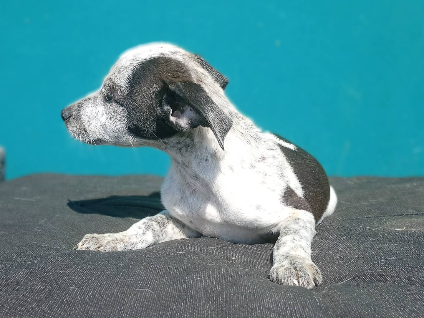 Vuoi adottare un cane a Bergamo?