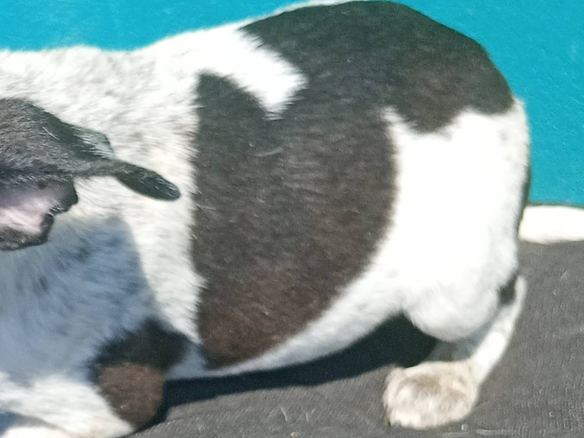 Adotta un cane, maschio, 3 mesi, Bergamo