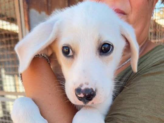 Vuoi adottare un cane a Trapani?