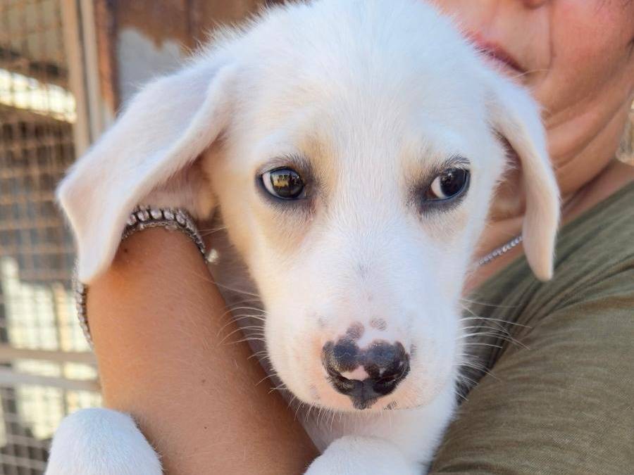 Adotta il cane Nuvola a Trapani