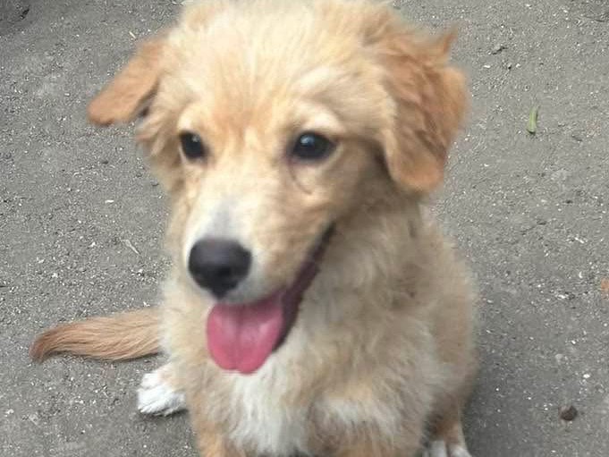 Adotta un cane, maschio, 4 mesi, Siracusa