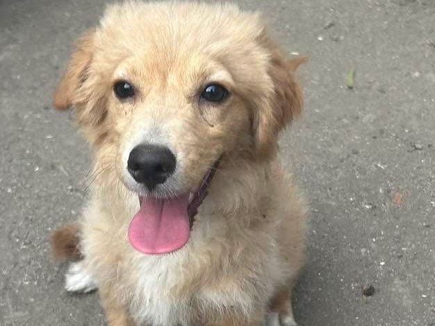 Adozione cane, maschio, Cocker Spaniel Razza sconosciuta, 4 mesi, taglia media contenuta, Siracusa