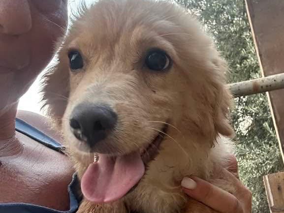 Adotta un cane, taglia media contenuta, maschio, Siracusa