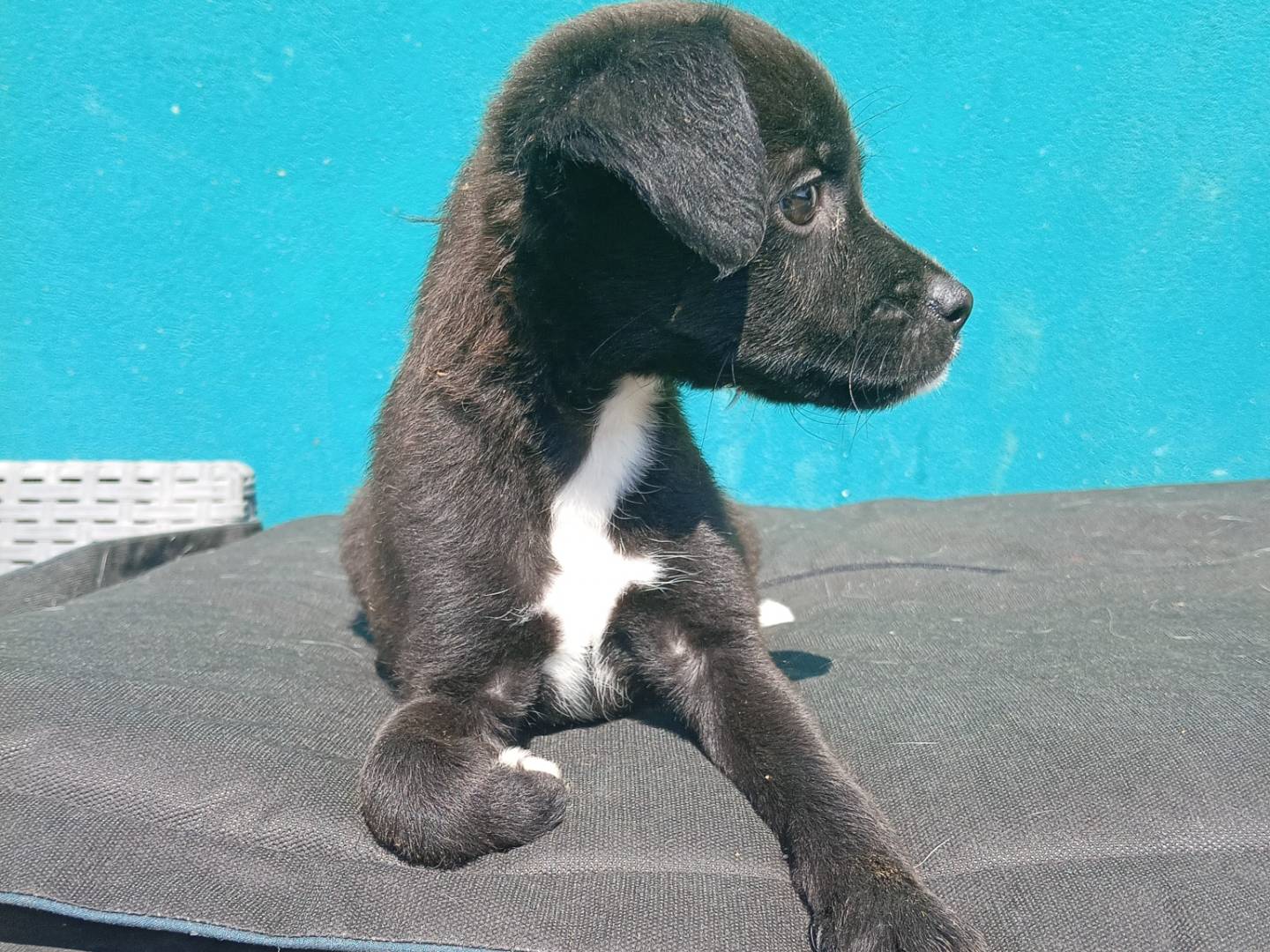 Adotta un cane, taglia piccola, femmina, Monza