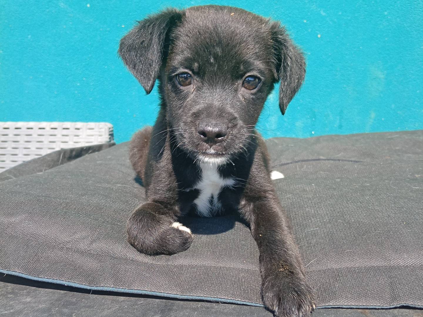 Adozione cane, femmina, Razza sconosciuta Razza sconosciuta, 3 mesi, taglia piccola, Monza