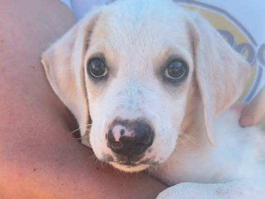 Adozione cane, maschio, Razza sconosciuta Razza sconosciuta, 3 mesi, taglia media, Trapani