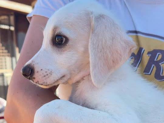 Adotta un cane, maschio, 3 mesi, Trapani