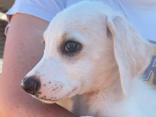 Adotta un cane, taglia media, maschio, Trapani