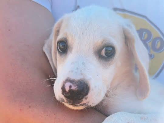 Vuoi adottare un cane a Trapani?