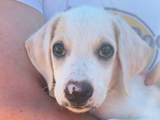 Adotta il cane Fiocco a Trapani