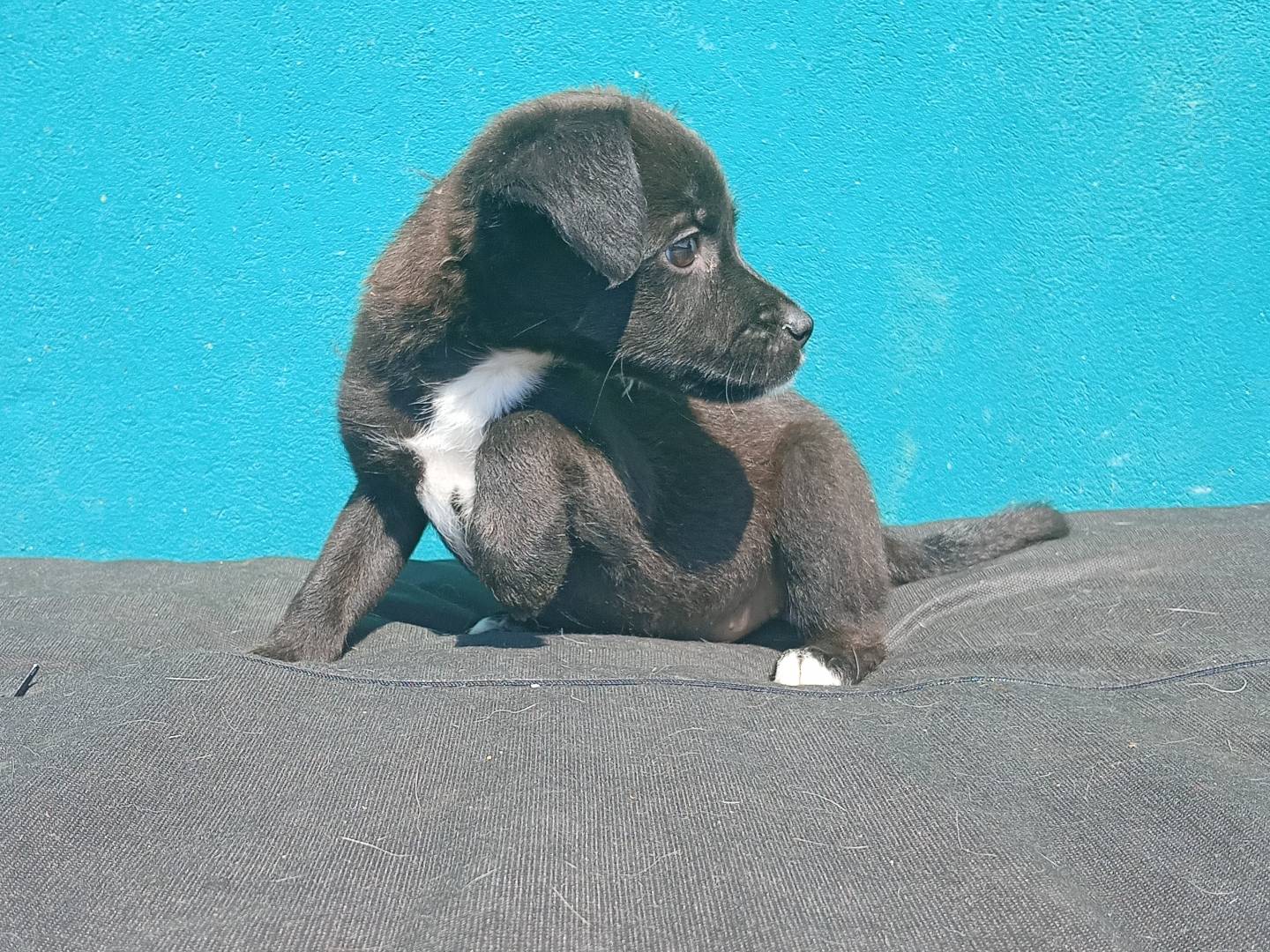 Adotta un cane, femmina, 3 mesi, Monza