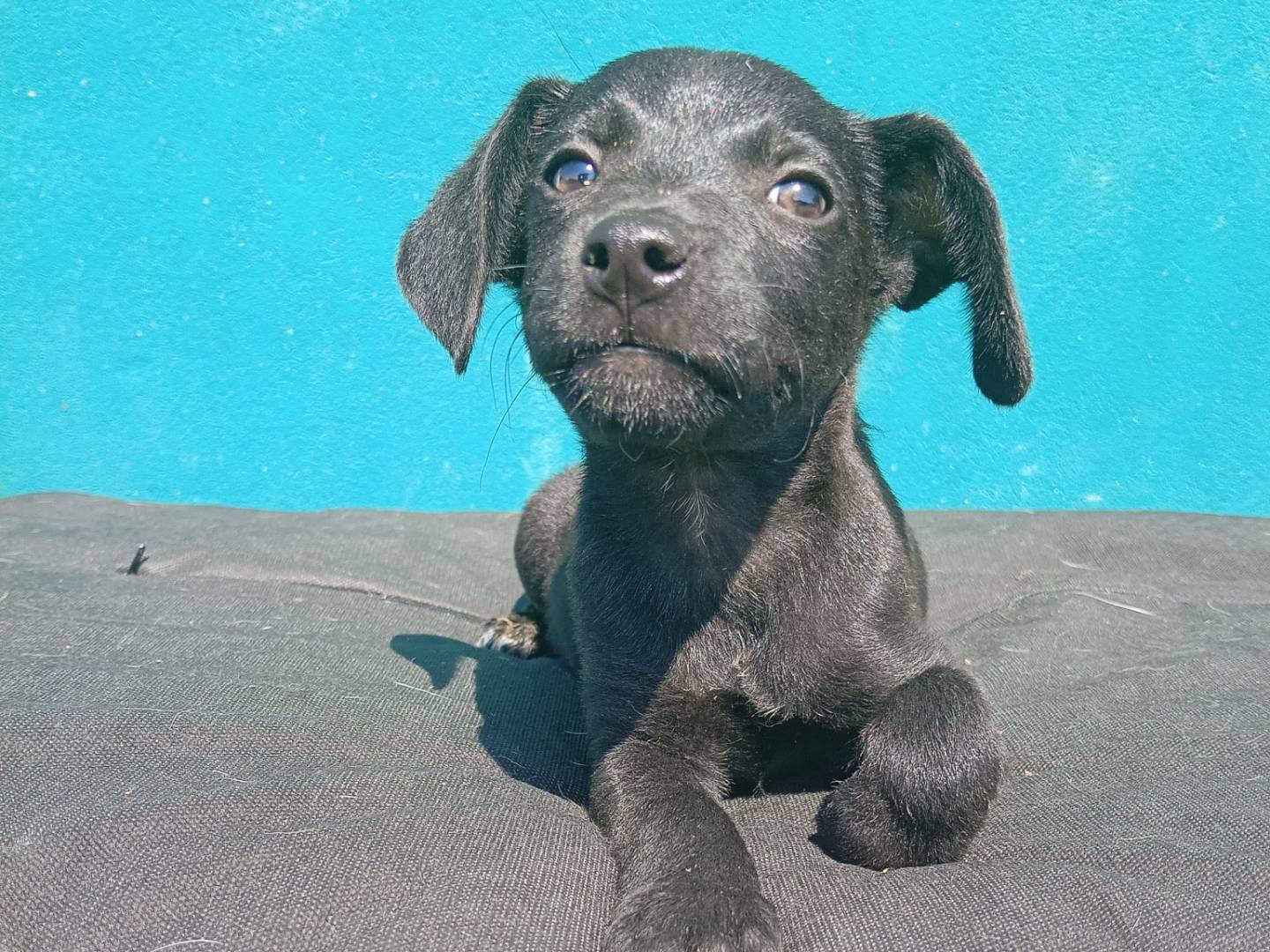 Adotta un cane, femmina, 3 mesi, Padova