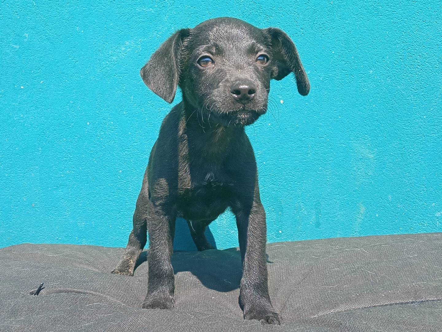 Adozione cane, femmina, Razza sconosciuta Razza sconosciuta, 3 mesi, taglia piccola, Padova