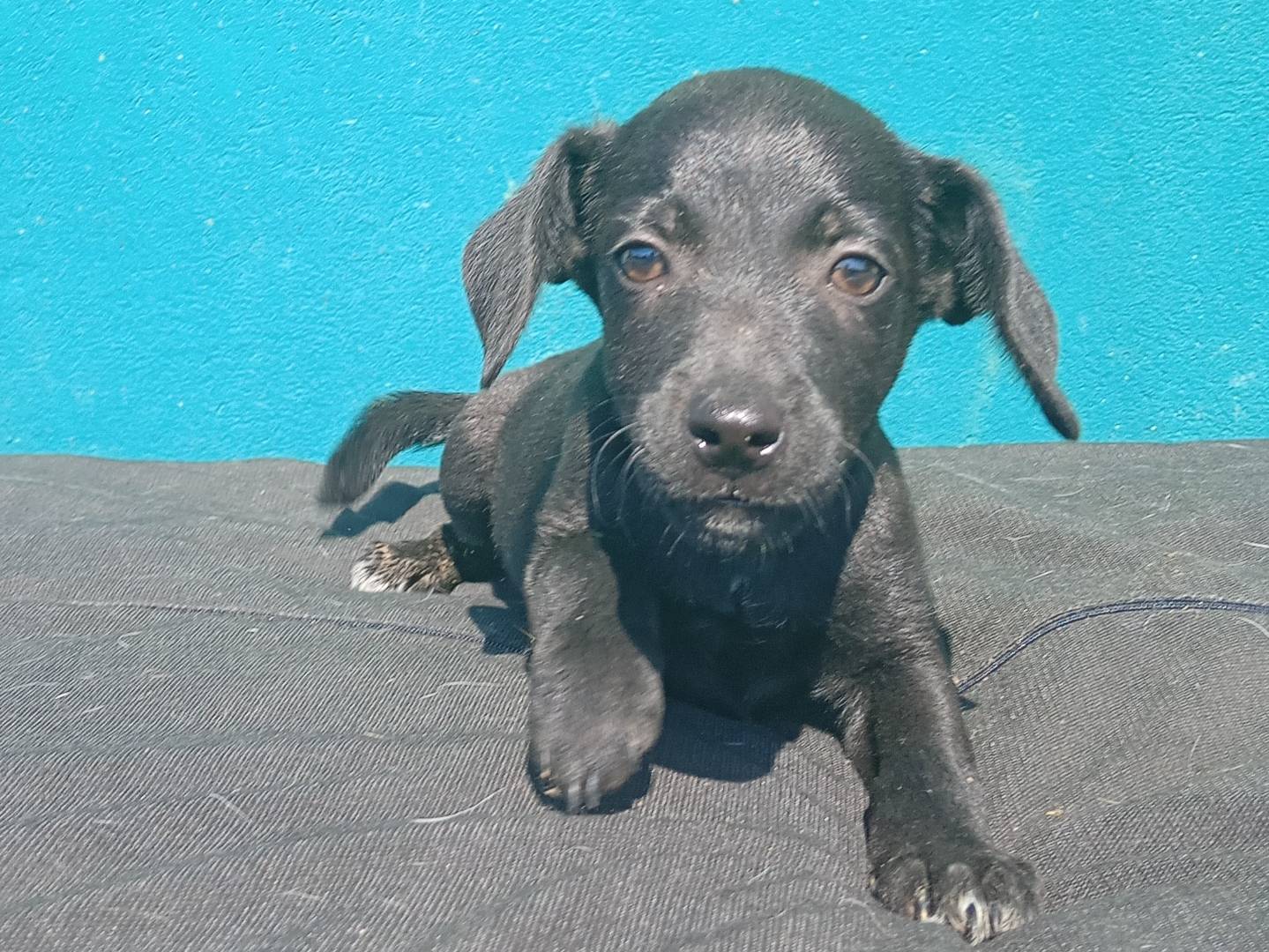 Adotta un cane, taglia piccola, femmina, Padova