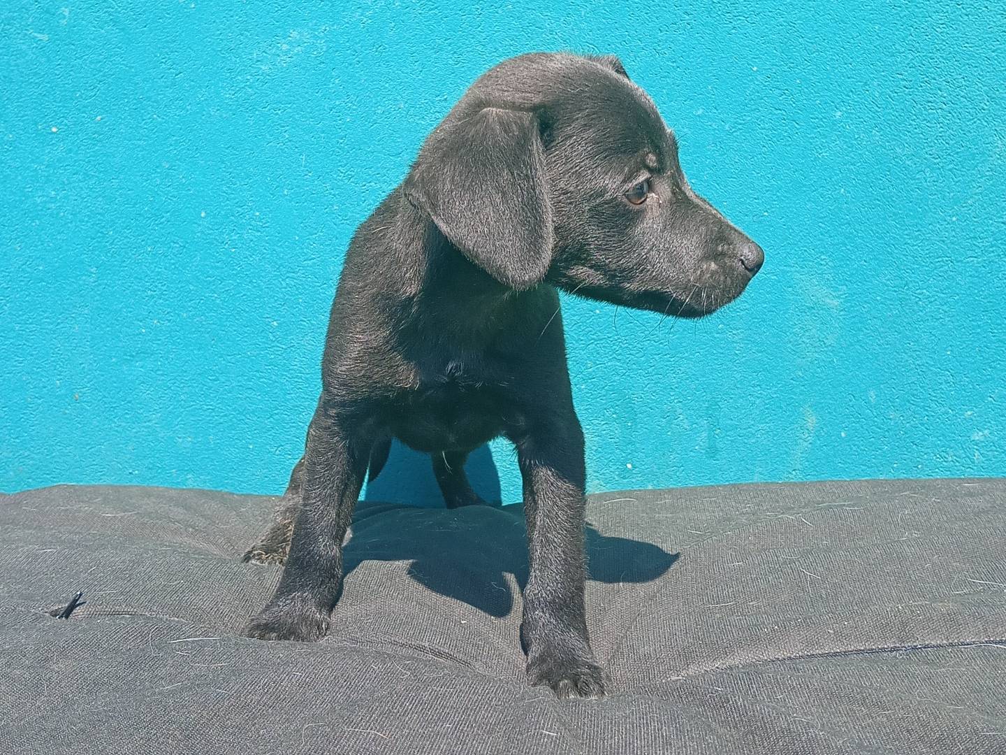 Vuoi adottare un cane a Padova?