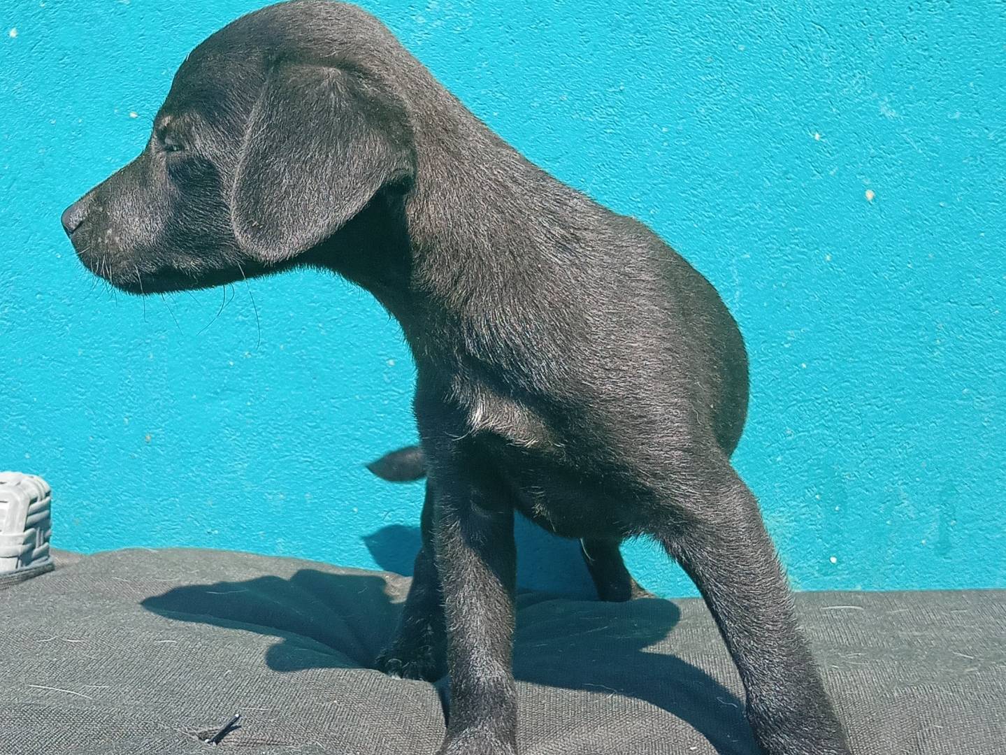 Adotta il cane TRILLY  a Padova