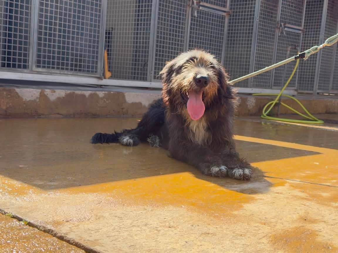 Vuoi adottare un cane a Trapani?