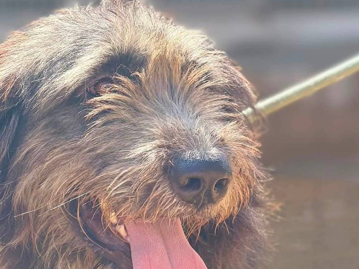 Adotta il cane Mirai a Trapani