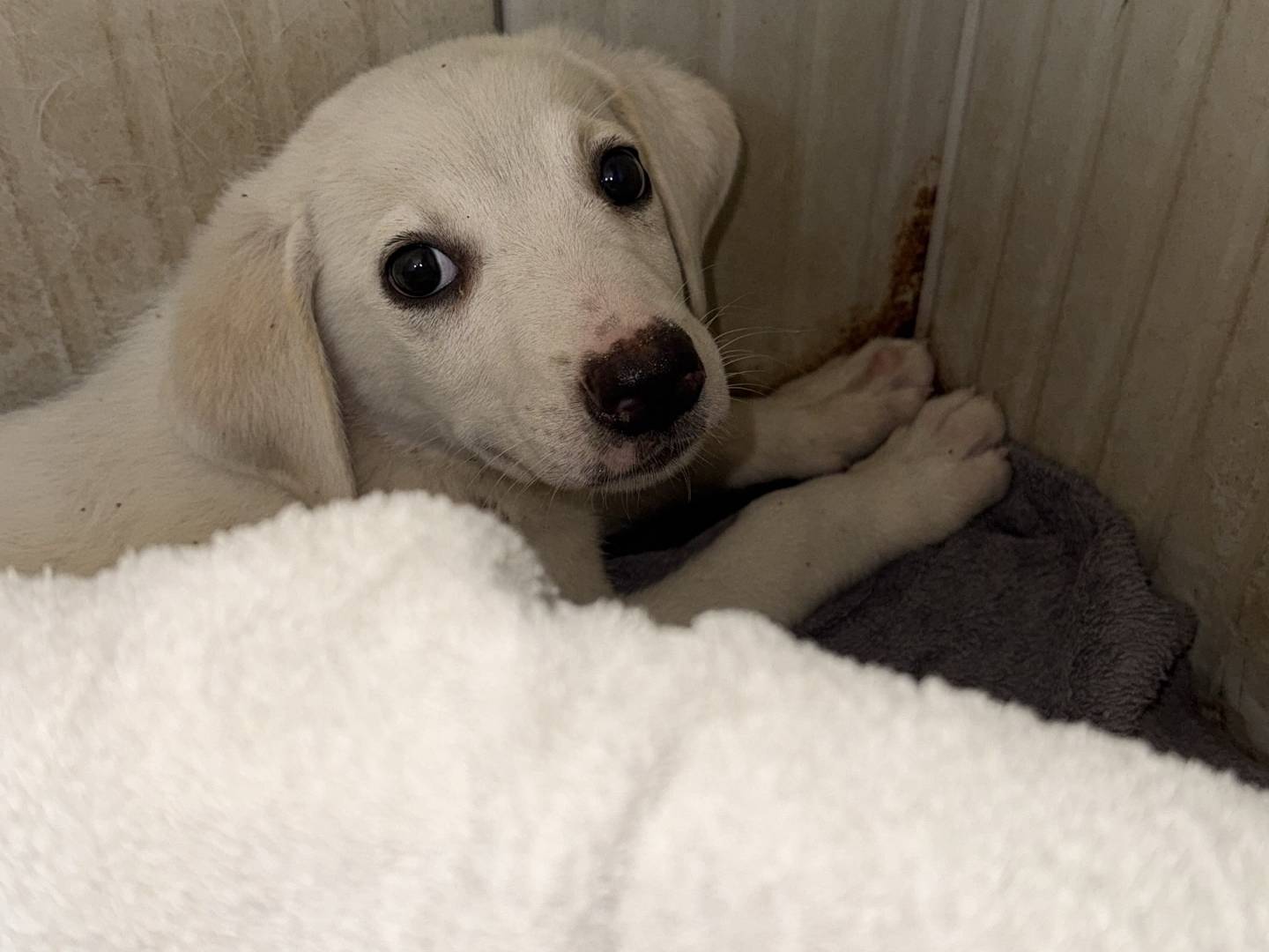 Adozione cane, maschio, Razza sconosciuta Razza sconosciuta, 2 mesi, taglia media, Trapani