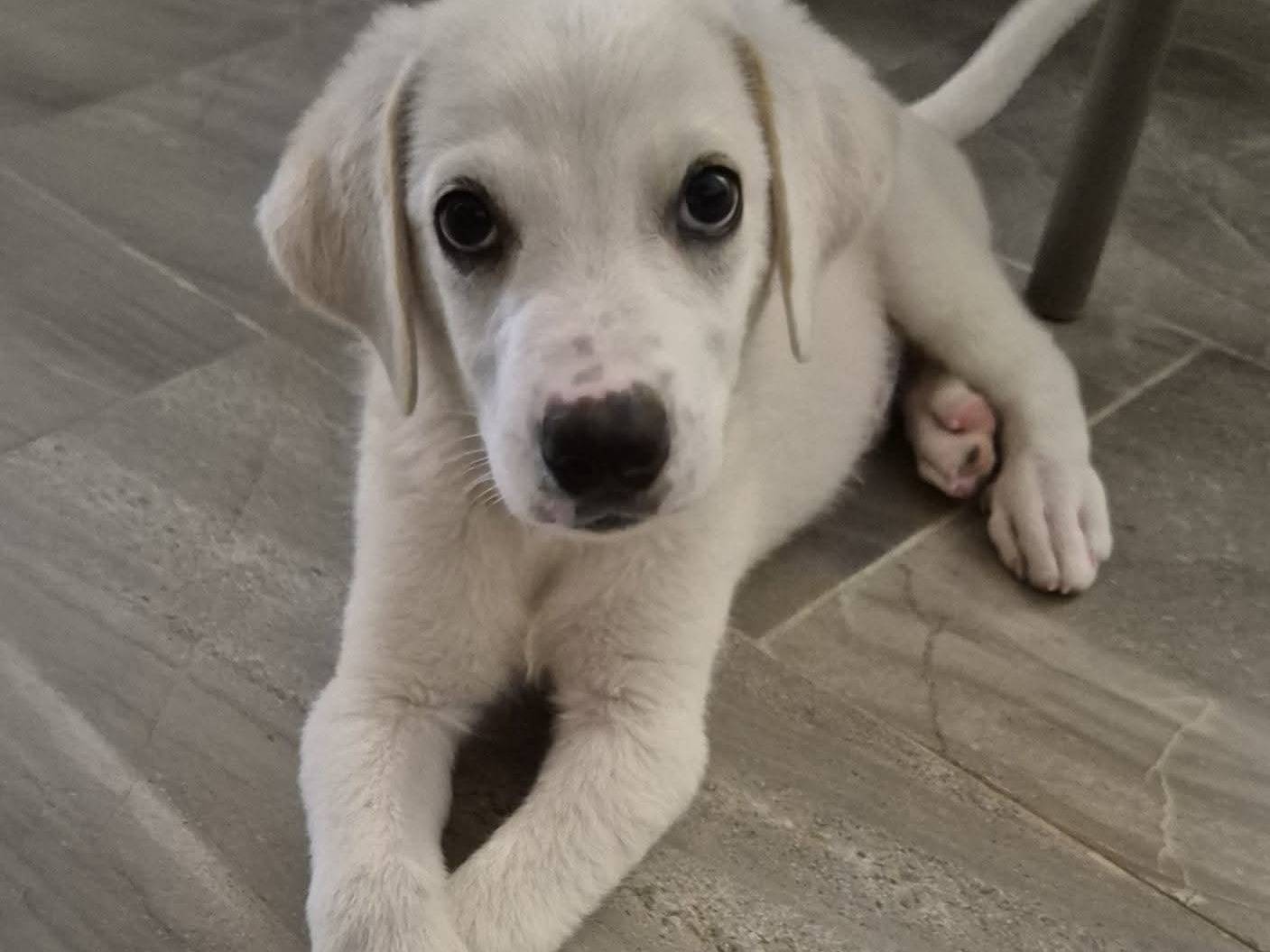 Adotta un cane, maschio, 2 mesi, Trapani