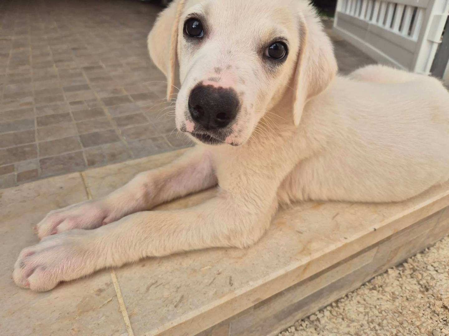 Adotta un cane, taglia media, maschio, Trapani
