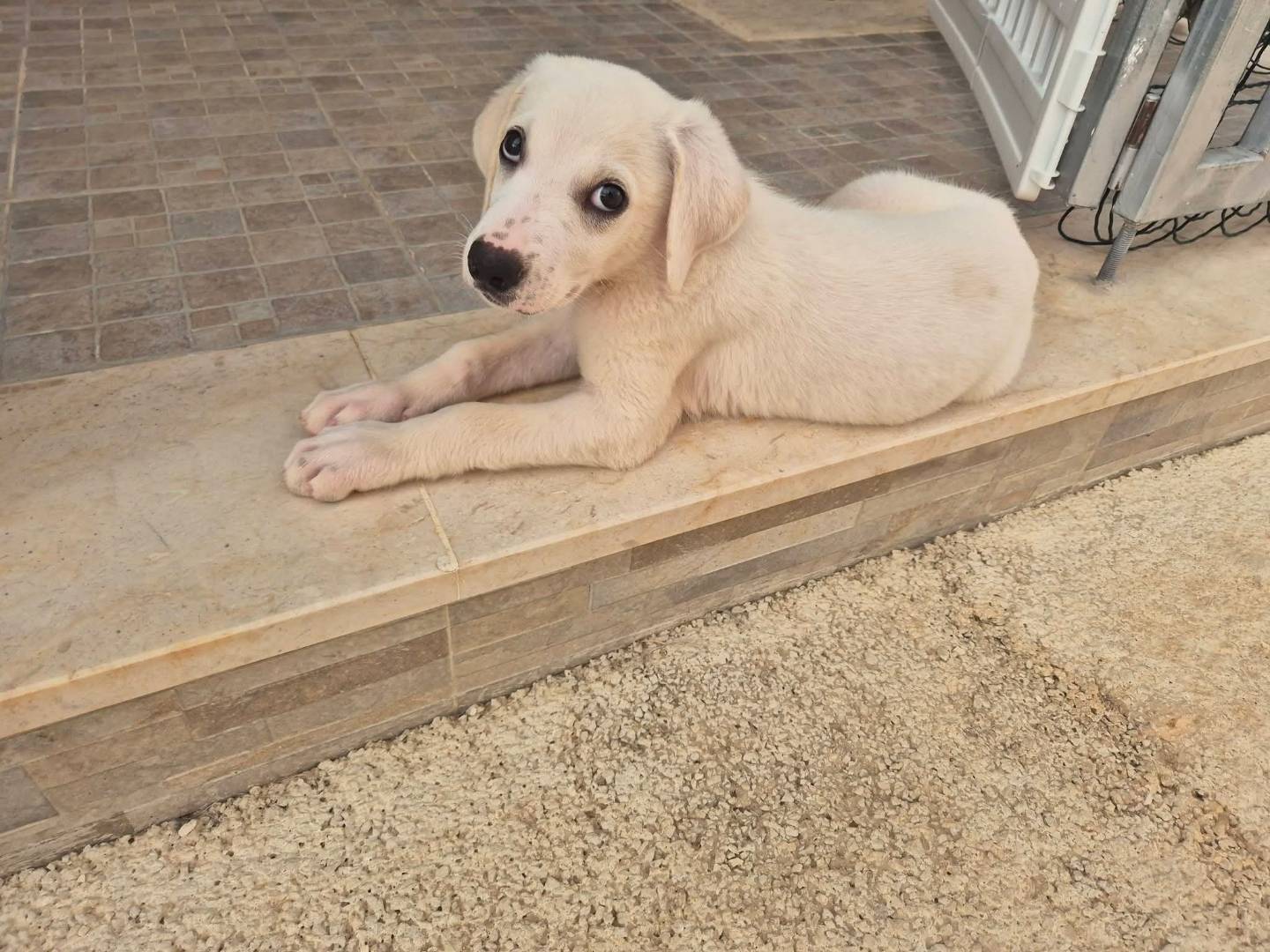 Vuoi adottare un cane a Trapani?