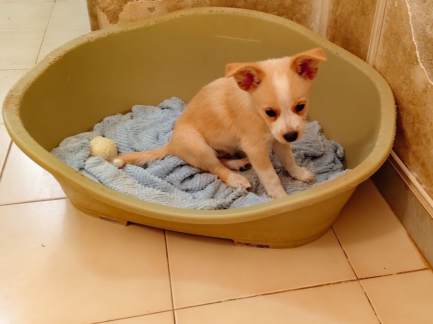 Adozione cane, femmina, Razza sconosciuta Razza sconosciuta, 3 mesi, taglia media contenuta, Barletta