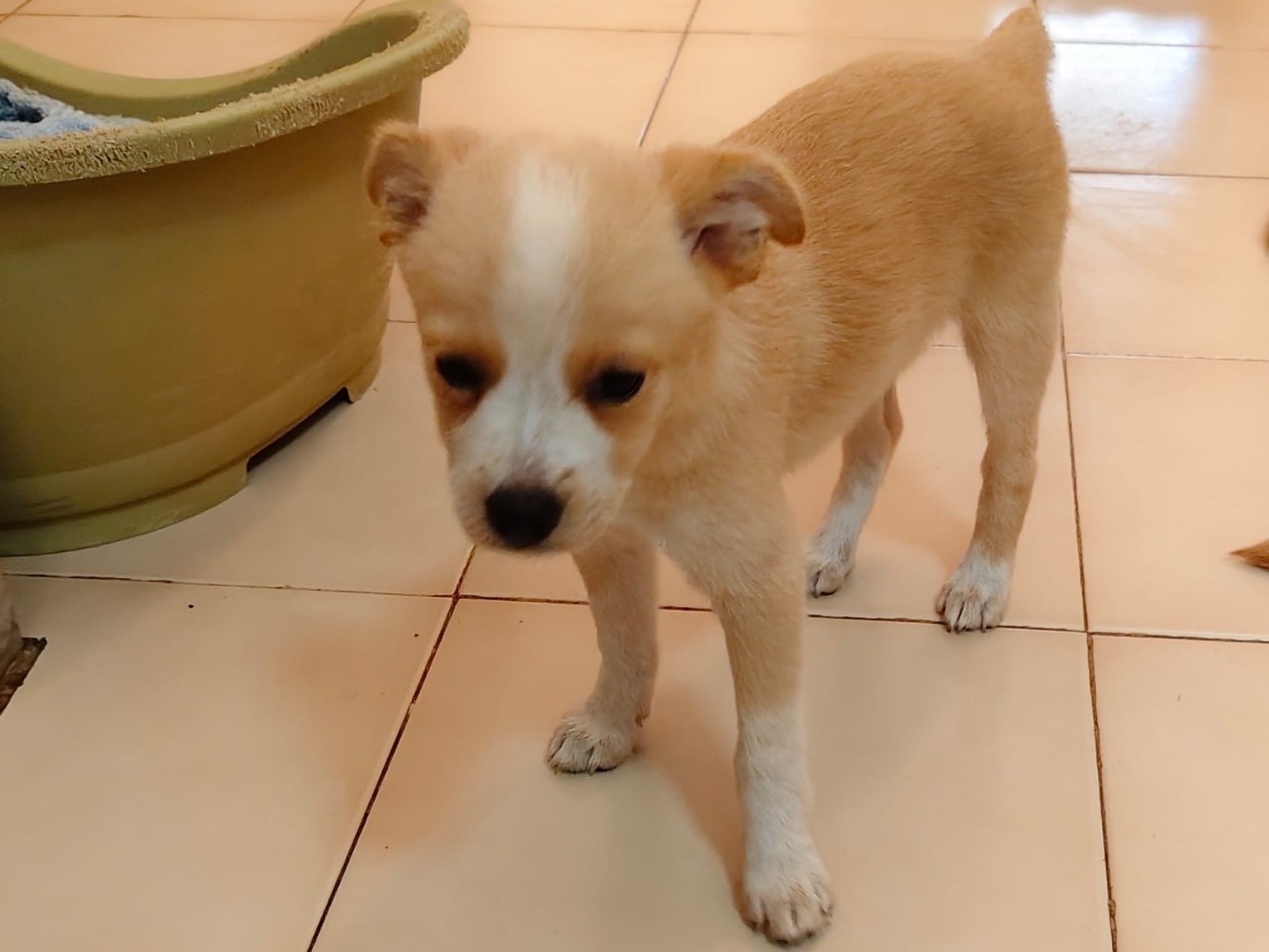 Adotta un cane, femmina, 3 mesi, Barletta