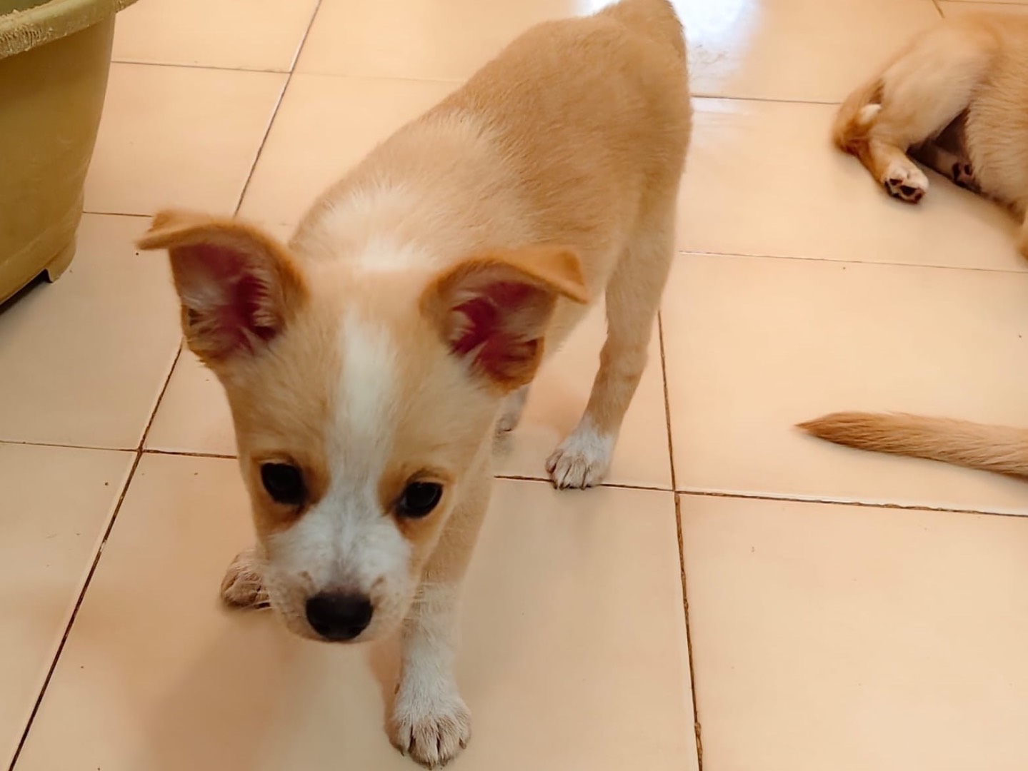 Adotta un cane, taglia media contenuta, femmina, Barletta