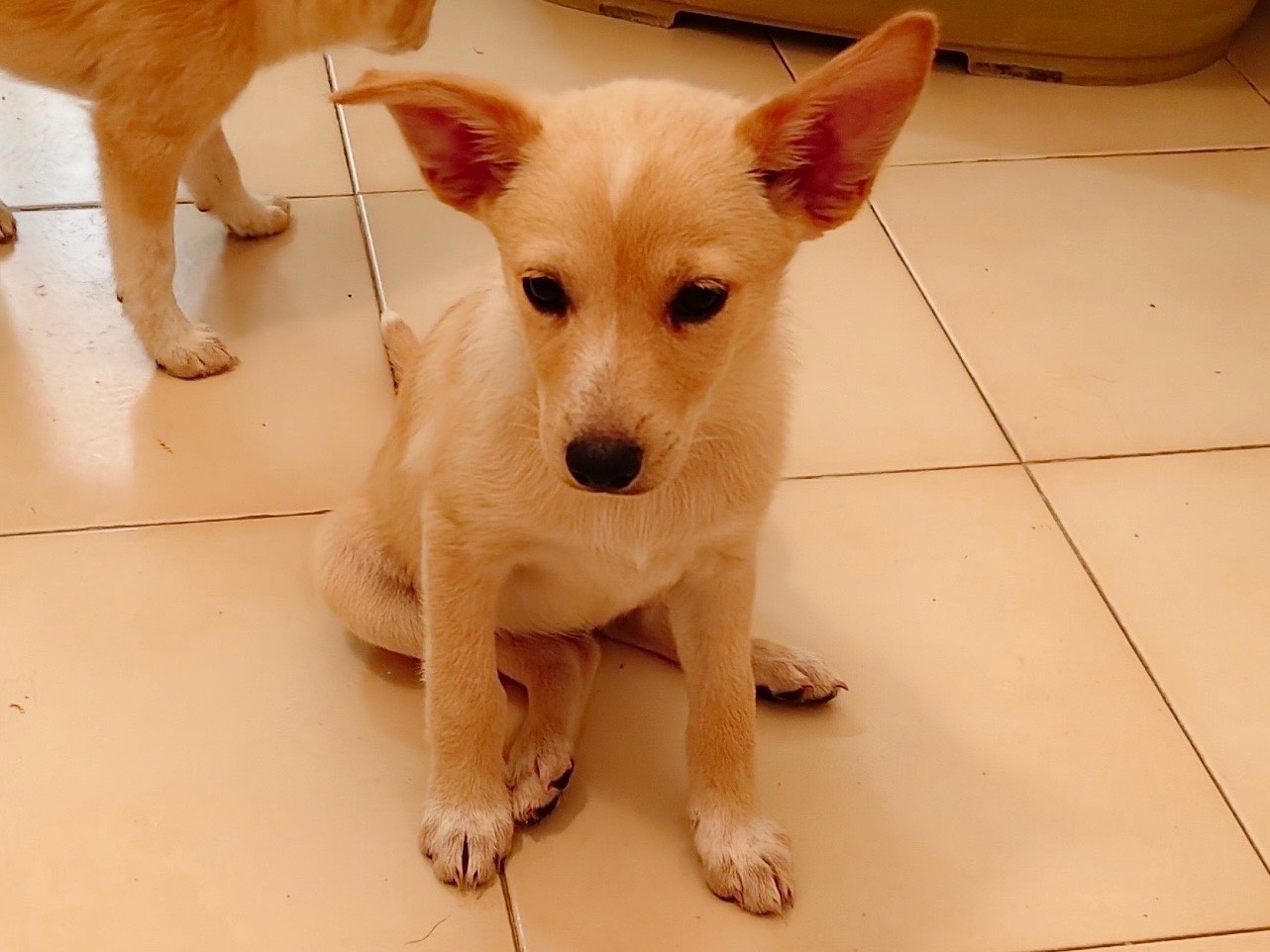 Adozione cane, femmina, Razza sconosciuta Razza sconosciuta, 3 mesi, taglia media contenuta, Barletta