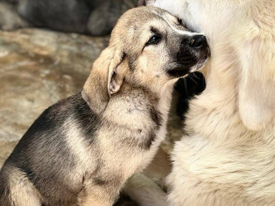 Adotta un cane, taglia media, femmina, Trapani