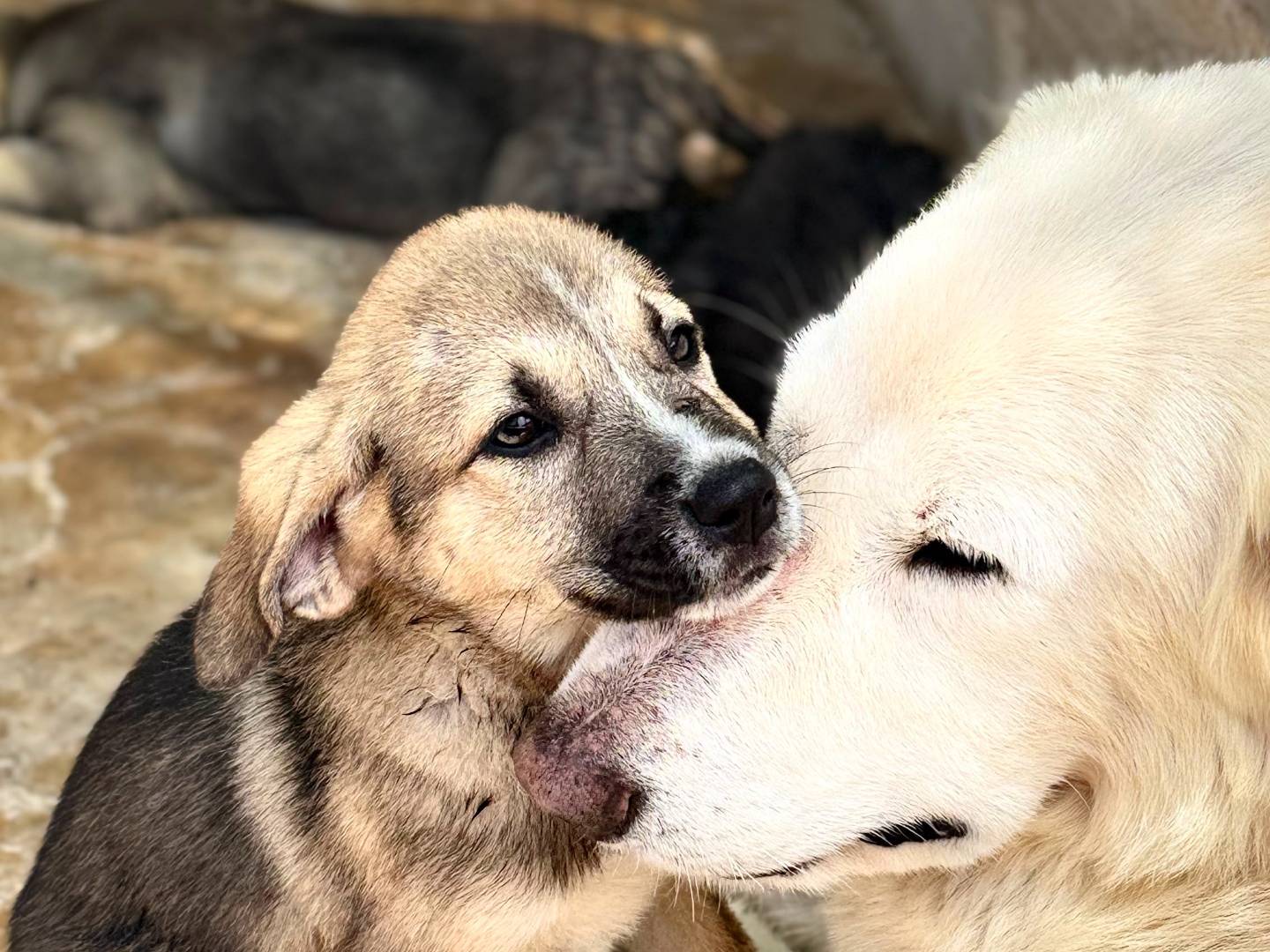 Vuoi adottare un cane a Trapani?