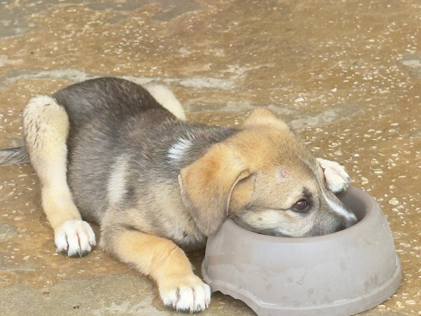 Adotta il cane Luce a Trapani