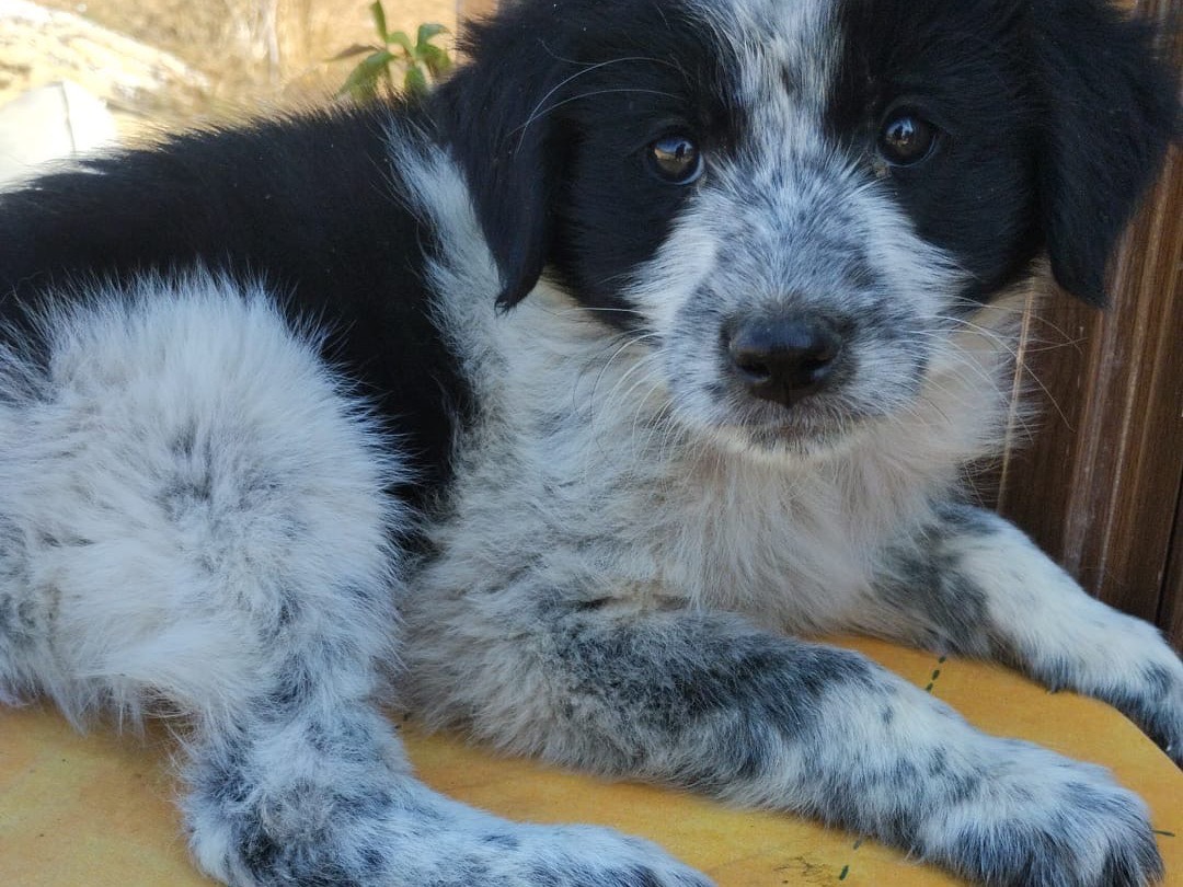 Adozione cane, maschio, Razza sconosciuta Razza sconosciuta, 3 mesi, taglia media, Vibo