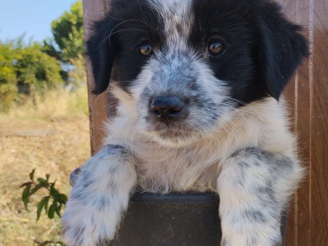 Adotta un cane, maschio, 3 mesi, Vibo