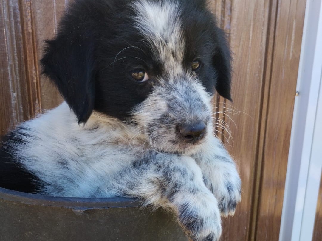 Adotta un cane, taglia media, maschio, Vibo