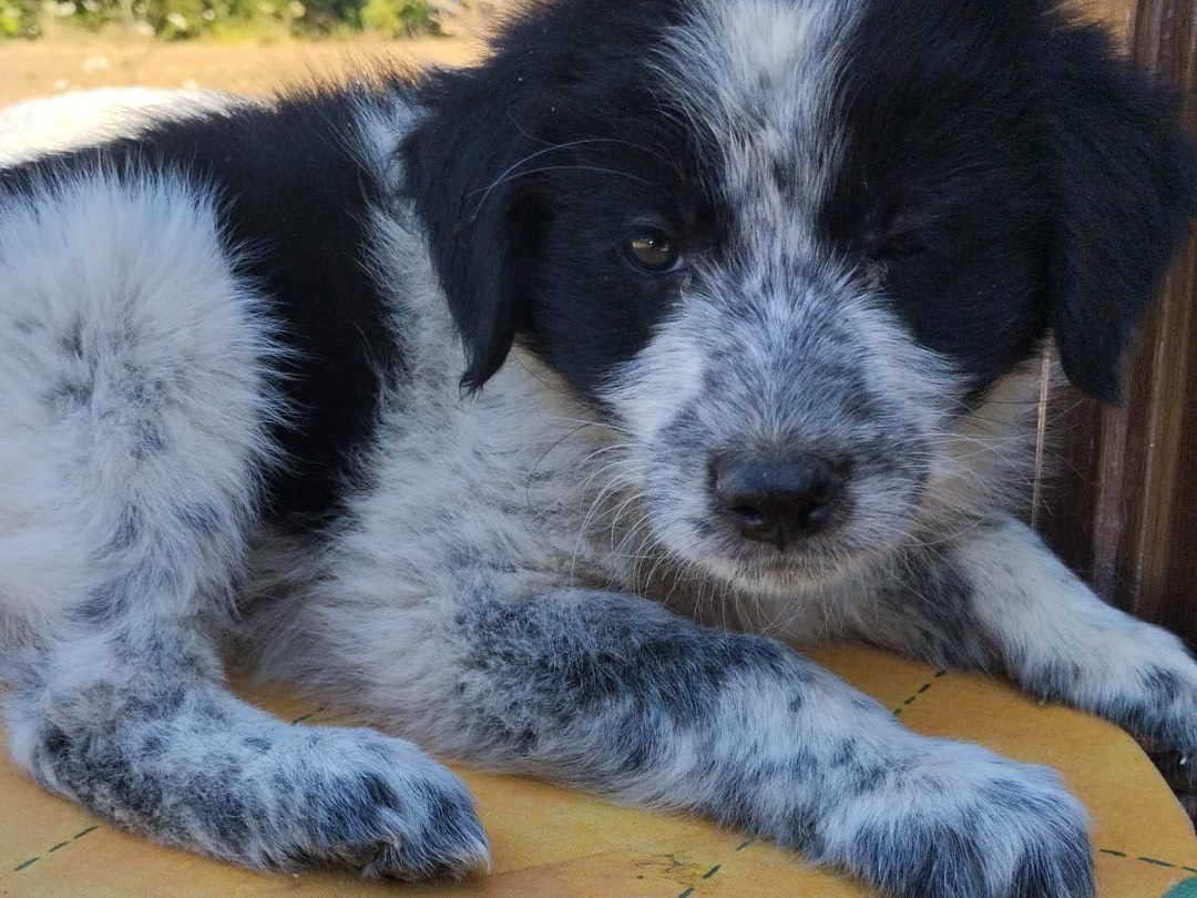 Vuoi adottare un cane a Vibo?