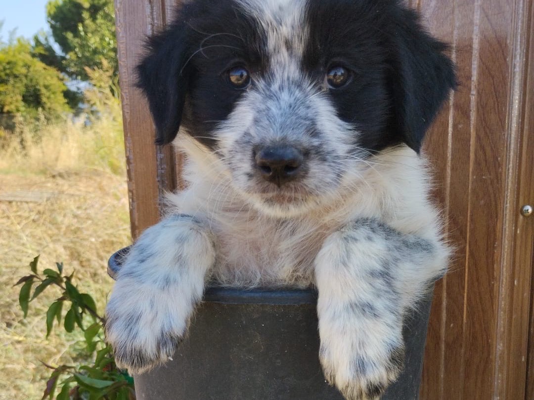 Adotta il cane Golia a Vibo