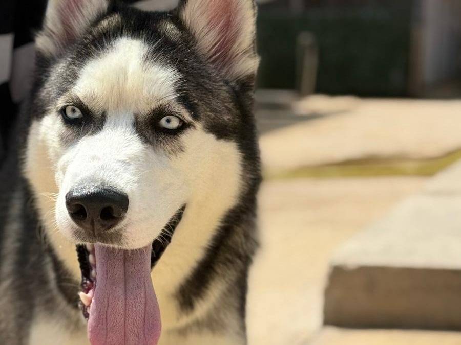 Adozione cane, maschio, Siberian Husky Razza sconosciuta, 1 anno, taglia media, Trapani