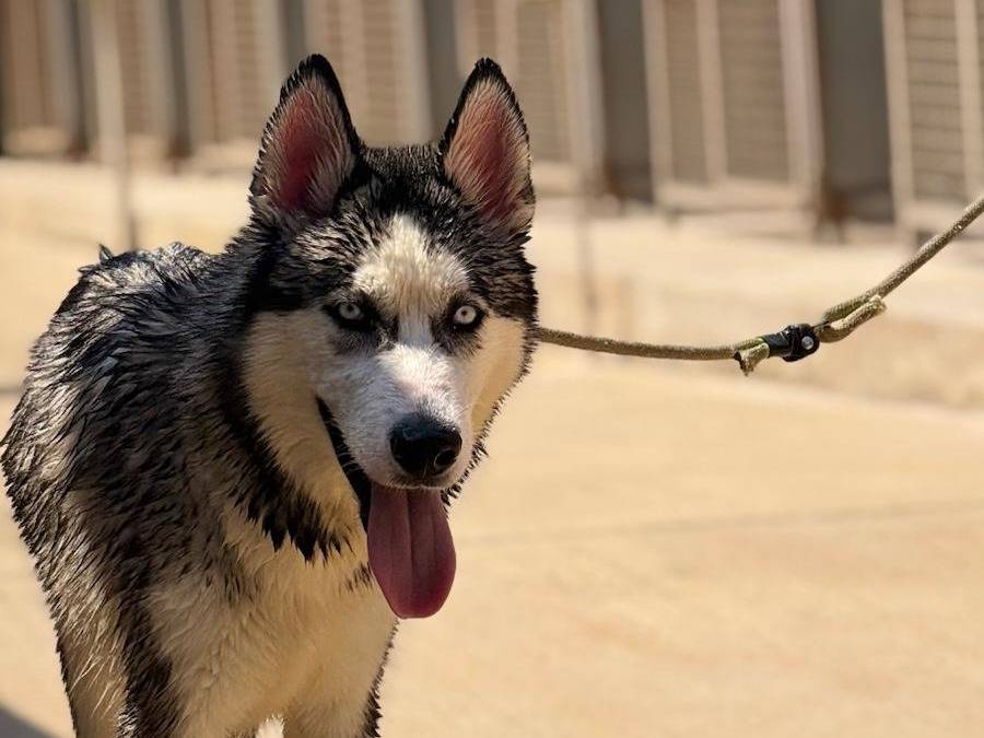 Adotta un cane, maschio, 1 anno, Trapani