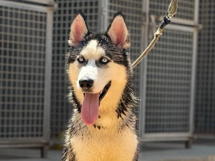 Vuoi adottare un cane a Trapani?