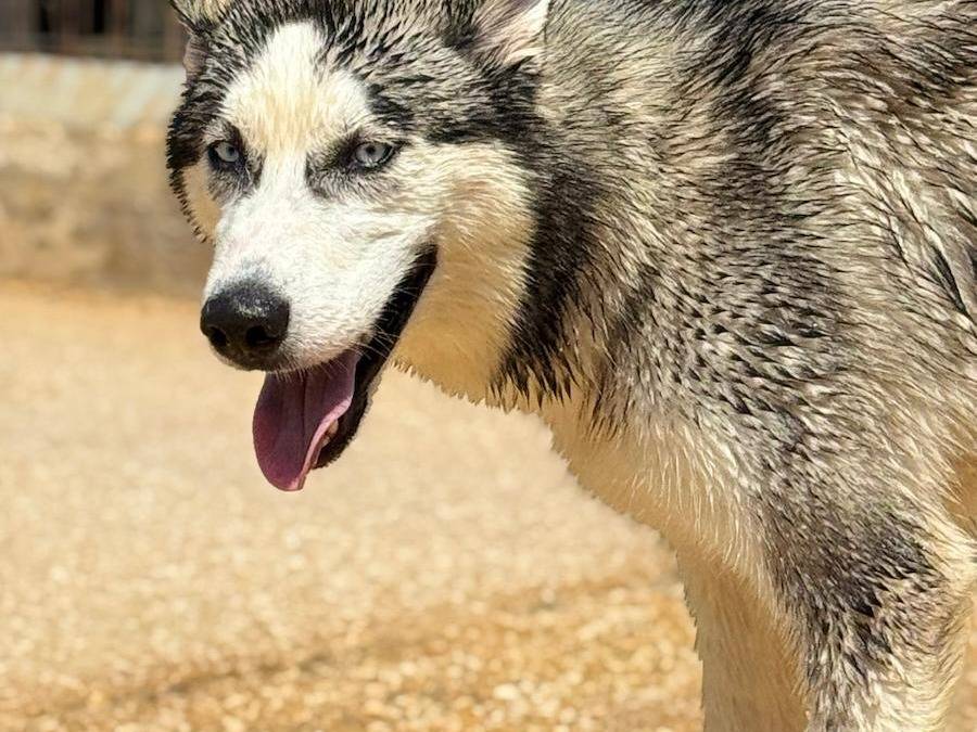 Adotta il cane Yukon a Trapani