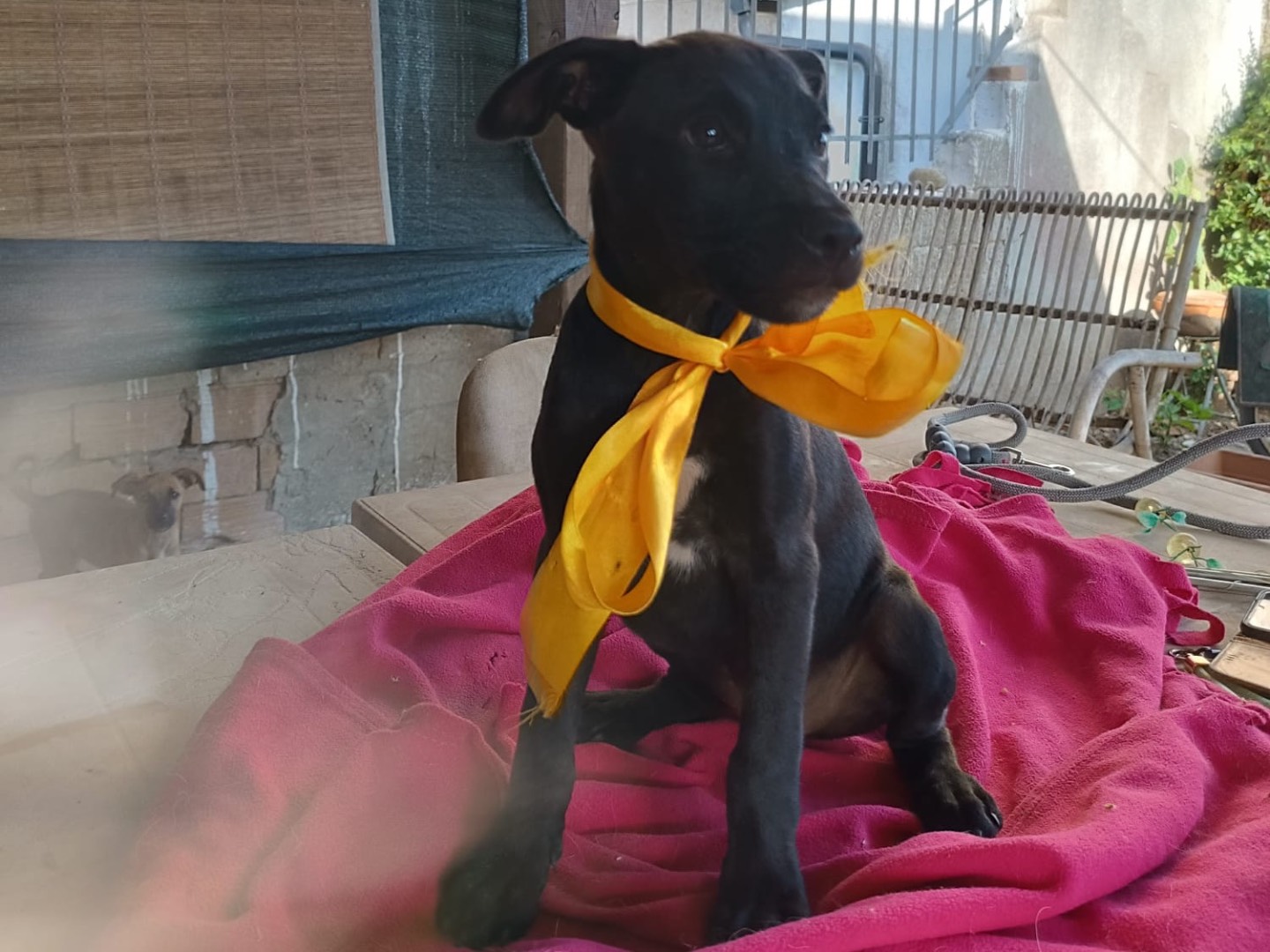Adozione cane, femmina, Razza sconosciuta Razza sconosciuta, 4 mesi, taglia media, Vibo