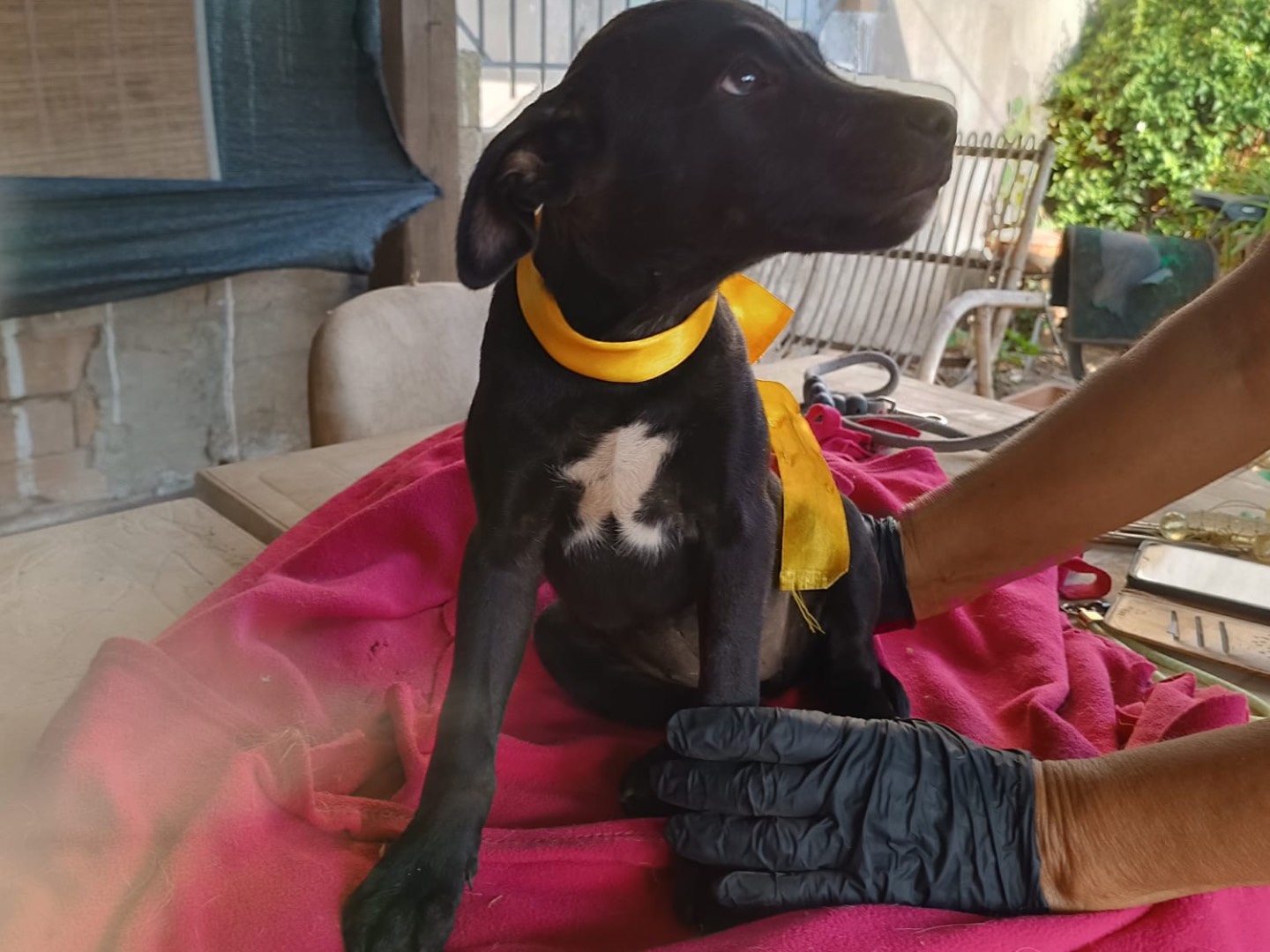 Adotta un cane, taglia media, femmina, Vibo