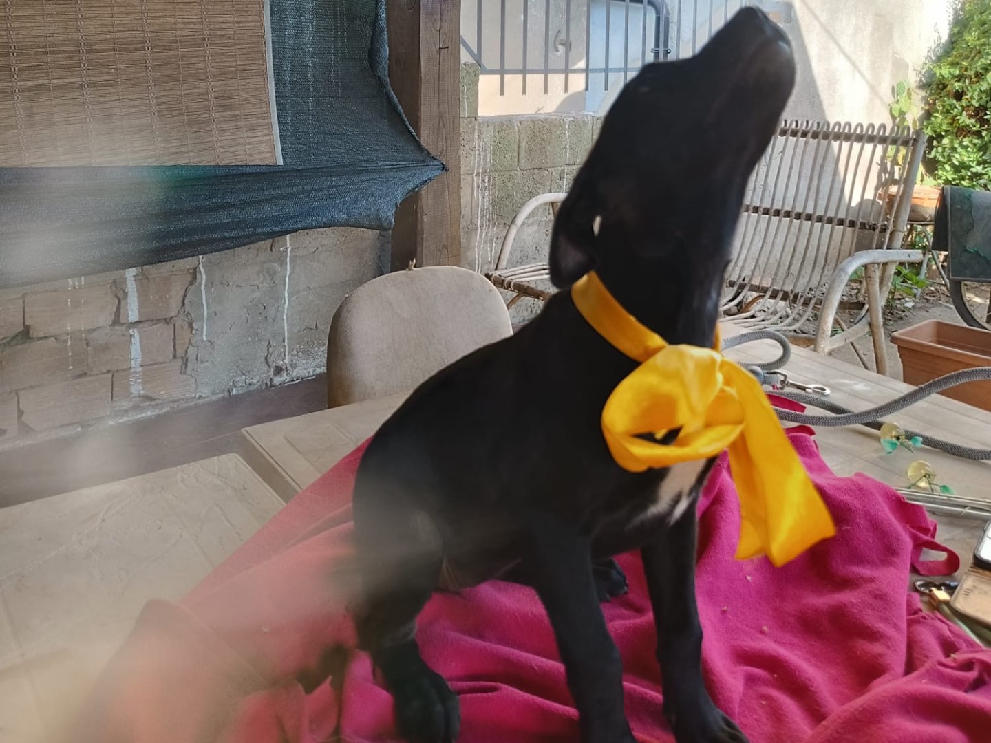 Vuoi adottare un cane a Vibo?