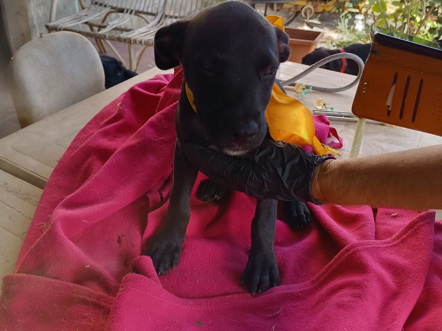 Adotta il cane Doris a Vibo