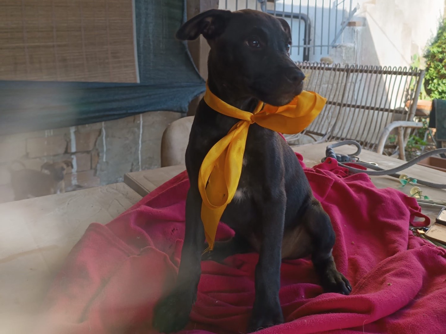 Adotta un cane, femmina, 4 mesi, Vibo