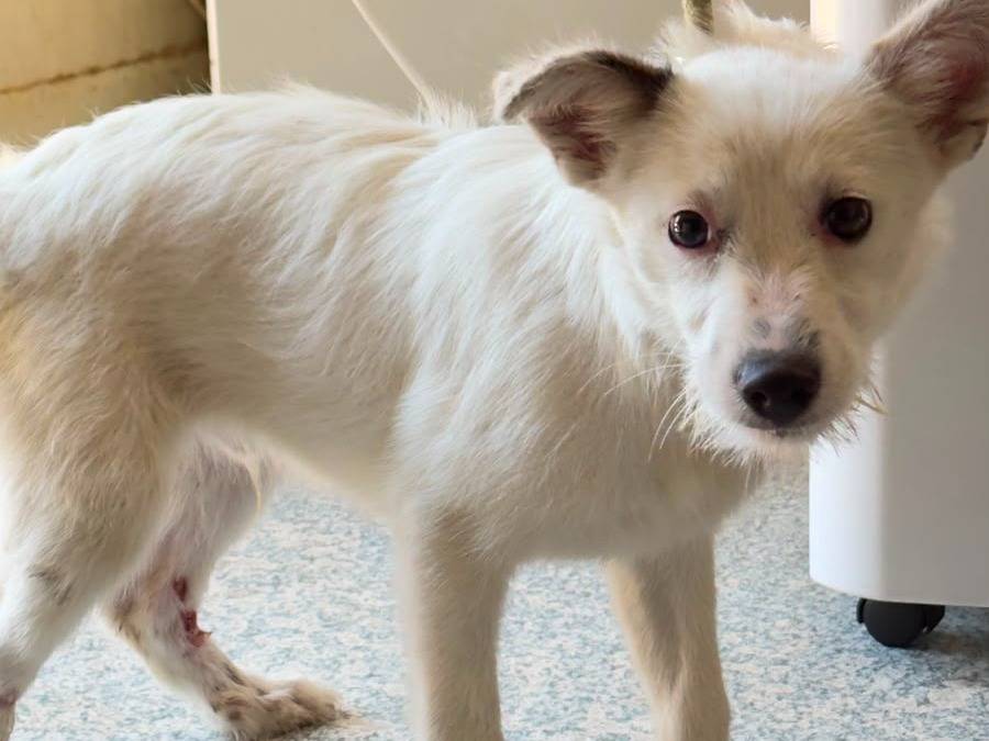 Adozione cane, maschio, Razza sconosciuta Razza sconosciuta, 4 mesi, taglia media contenuta, Trapani